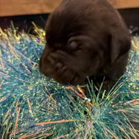 Arizona, a male Cane Corso for sale in Blodgett, OR – Photo 10 of 10