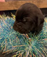 Arizona, a male Cane Corso for sale in Blodgett, OR – Photo 10 of 10