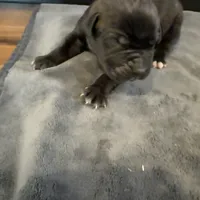 Arizona, a male Cane Corso for sale in Blodgett, OR – Photo 3 of 10