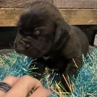Arizona, a male Cane Corso for sale in Blodgett, OR – Photo 7 of 10