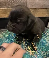 Arizona, a male Cane Corso for sale in Blodgett, OR – Photo 7 of 10