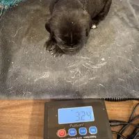 Arizona, a male Cane Corso for sale in Blodgett, OR – Photo 9 of 10