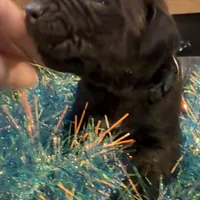 Arizona, a male Cane Corso for sale in Blodgett, OR – Photo 2 of 10