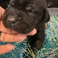 Arizona, a male Cane Corso for sale in Blodgett, OR – Photo 8 of 10