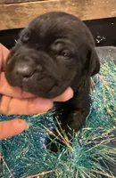 Arizona, a male Cane Corso for sale in Blodgett, OR – Photo 8 of 10