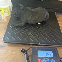 Arizona, a male Cane Corso for sale in Blodgett, OR – Photo 5 of 10