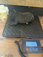 Arizona, a male Cane Corso for sale in Blodgett, OR – Photo 5 of 10