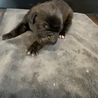 Arizona, a male Cane Corso for sale in Blodgett, OR – Photo 4 of 10