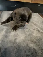 Arizona, a male Cane Corso for sale in Blodgett, OR – Photo 4 of 10