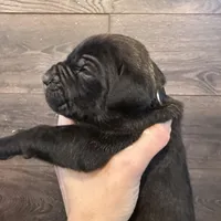 Arizona, a male Cane Corso for sale in Blodgett, OR – Photo 1 of 10