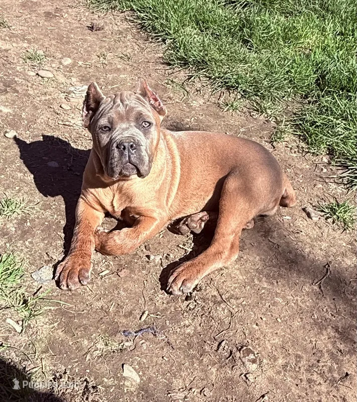 Surabhi – Cane Corso puppy for sale in Blodgett, OR