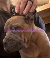 Surabhi, a female Cane Corso for sale in Blodgett, OR – Photo 5 of 5