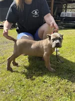 Surabhi, a female Cane Corso for sale in Blodgett, OR – 5 of 10