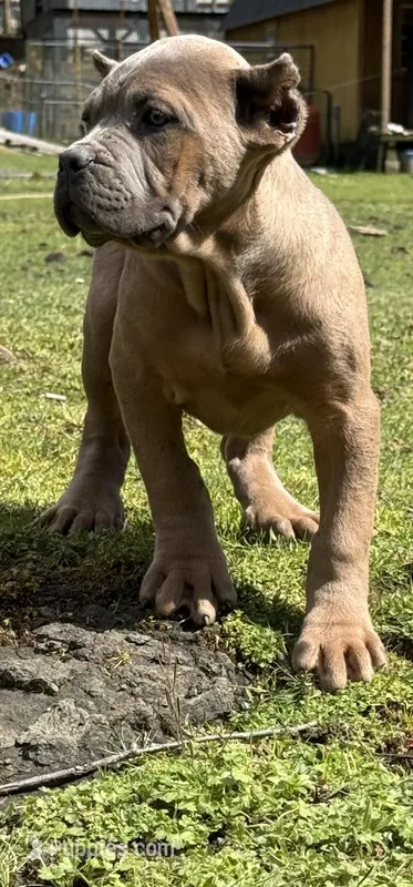 Surabhi, a female Cane Corso for sale in Blodgett, OR – Photo 1 of 9