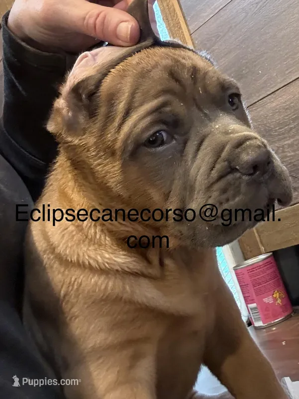 Surabhi – Cane Corso puppy for sale in Blodgett, OR