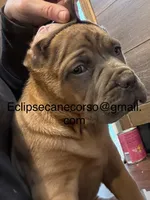 Surabhi, a female Cane Corso for sale in Blodgett, OR – Photo 1 of 5