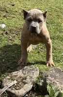 Surabhi, a female Cane Corso for sale in Blodgett, OR – Photo 8 of 9