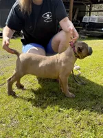 Surabhi, a female Cane Corso for sale in Blodgett, OR – 8 of 10