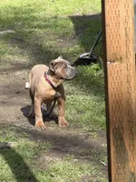 Surabhi, a female Cane Corso for sale in Blodgett, OR – 6 of 10