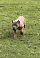 Surabhi, a female Cane Corso for sale in Blodgett, OR – Photo 9 of 9