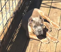 Surabhi, a female Cane Corso for sale in Blodgett, OR – 9 of 10
