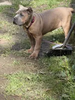 Surabhi, a female Cane Corso for sale in Blodgett, OR – 7 of 10