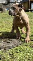 Surabhi, a female Cane Corso for sale in Blodgett, OR – Photo 7 of 9