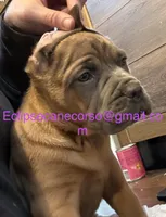 Surabhi, a female Cane Corso for sale in Blodgett, OR – Photo 3 of 5