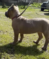 Surabhi, a female Cane Corso for sale in Blodgett, OR – 3 of 10