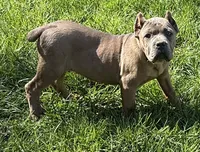 Surabhi, a female Cane Corso for sale in Blodgett, OR – 10 of 10