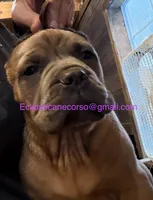 Surabhi, a female Cane Corso for sale in Blodgett, OR – Photo 4 of 5