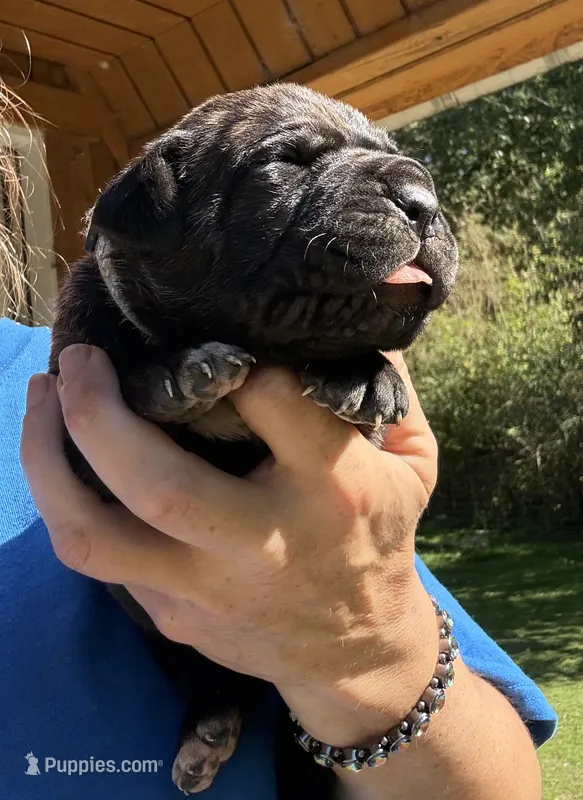Pain  – Cane Corso puppy for sale in Blodgett, OR