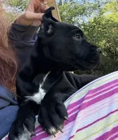 Raven , a female Cane Corso for sale in Blodgett, OR – 7 of 10