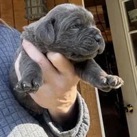 Iron Man , a male Cane Corso for sale in Blodgett, OR – Photo 2 of 3