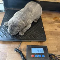 Iron Man , a male Cane Corso for sale in Blodgett, OR – Photo 3 of 3