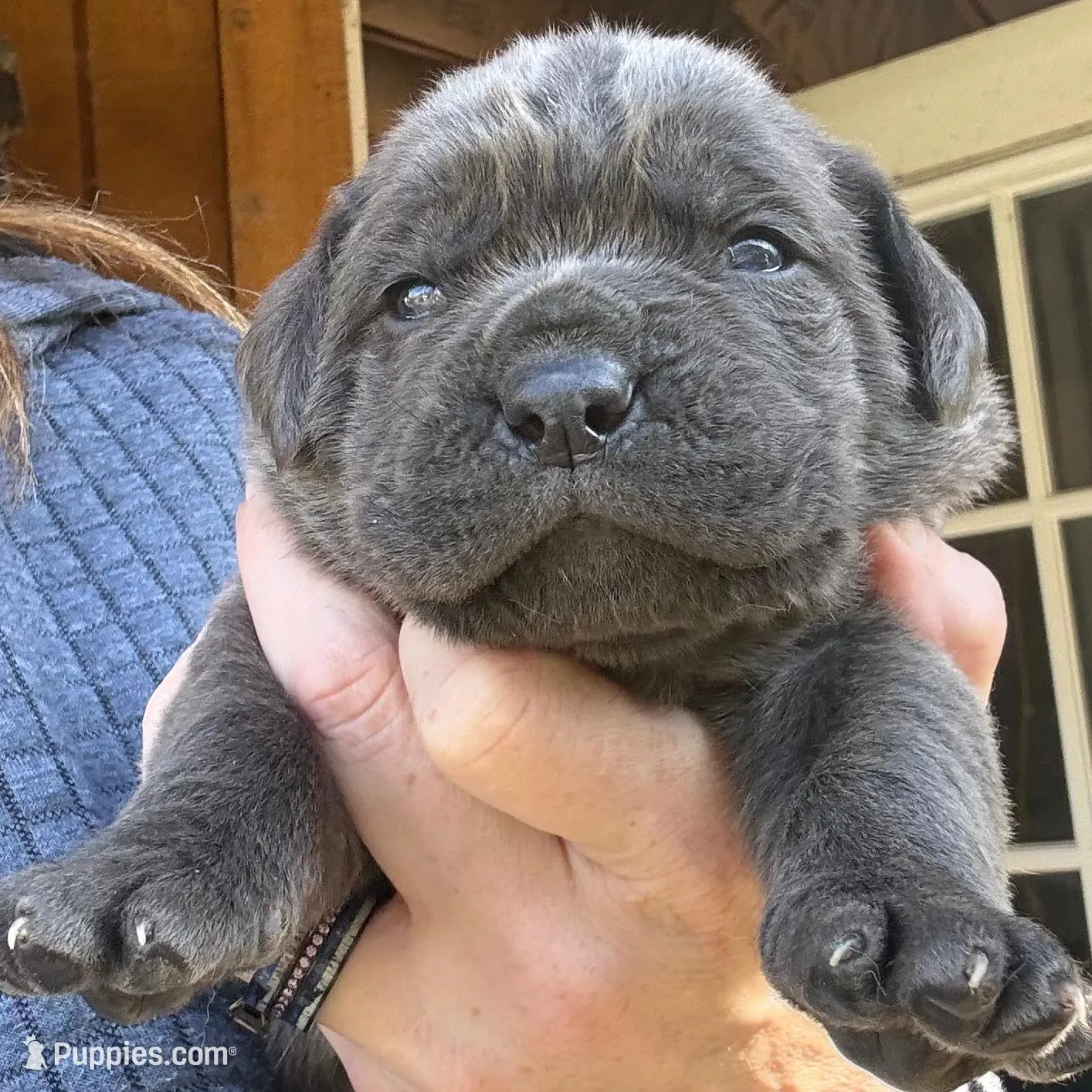 Iron Man  – Cane Corso puppy on hold in Blodgett, OR