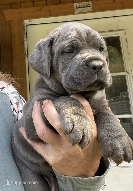 Apollo  – Cane Corso puppy for sale in Blodgett, OR