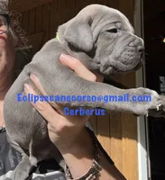 Cerberus , a male Cane Corso for sale in Blodgett, OR – 4 of 4