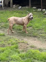Surabi , a female Cane Corso for sale in Blodgett, OR – 5 of 9