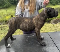Idaho, a female Cane Corso for sale in Blodgett, OR – 7 of 8