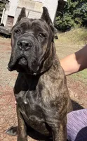 Mississippi Mud, a female Cane Corso for sale in Blodgett, OR – 7 of 10