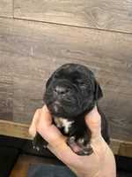 Tennessee, a female Cane Corso for sale in Blodgett, OR – Photo 5 of 7