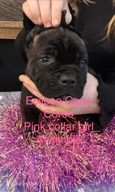 Tennessee – Cane Corso puppy for sale in Blodgett, OR