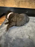 Tennessee, a female Cane Corso for sale in Blodgett, OR – Photo 4 of 7