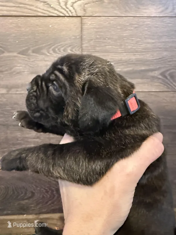 Tennessee, a female Cane Corso for sale in Blodgett, OR – Photo 1 of 7