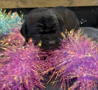 Tennessee, a female Cane Corso for sale in Blodgett, OR – Photo 6 of 7