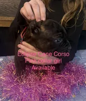 Tennessee, a female Cane Corso for sale in Blodgett, OR – Photo 7 of 9