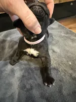 Tennessee, a female Cane Corso for sale in Blodgett, OR – Photo 2 of 7
