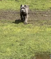Monster, a male Cane Corso for sale in Blodgett, OR – Photo 9 of 10