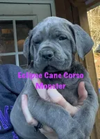 Monster, a male Cane Corso for sale in Blodgett, OR – Photo 3 of 7
